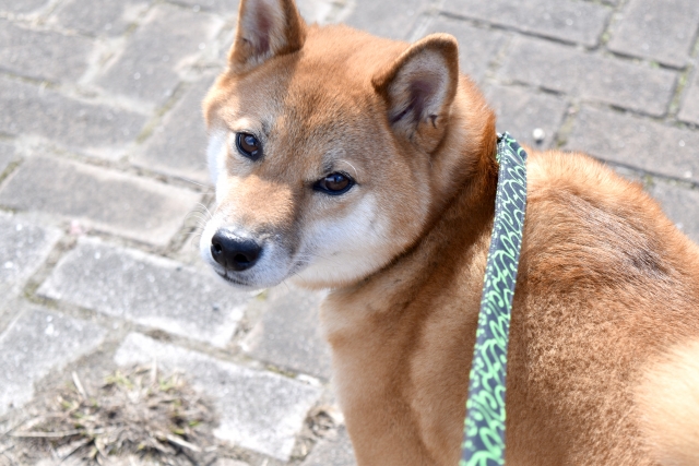 柴犬を飼う前に どこで迎えるか考えました おかんとアロマとキャンプしようぜ