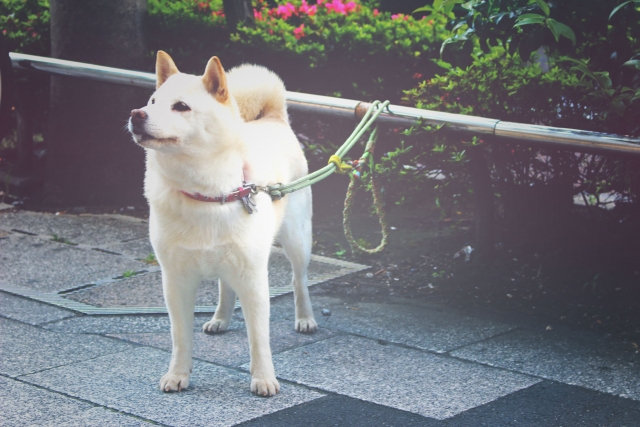 柴犬を飼う前に どこで迎えるか考えました おかんとアロマとキャンプしようぜ