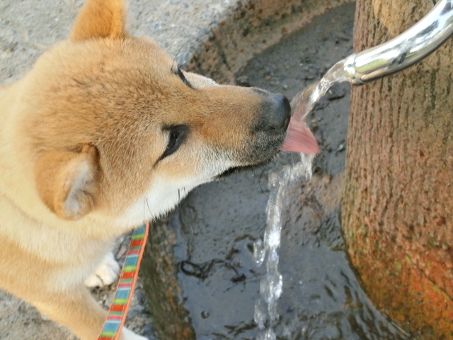 犬の給水器 水飲み の種類と選び方 高さなどについて解説 リッチェルのレビューも有り おかんとアロマとキャンプしようぜ