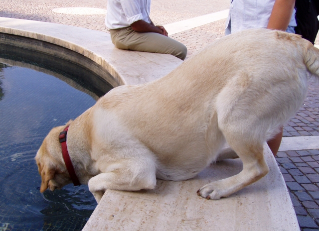 犬の給水器 水飲み の種類と選び方 高さなどについて解説 リッチェルのレビューも有り おかんとアロマとキャンプしようぜ